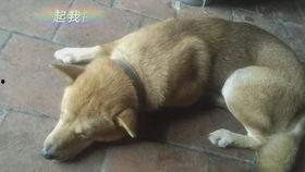 梦到吃瓜娃子,揭秘梦中吃瓜娃子的神秘寓意  第2张